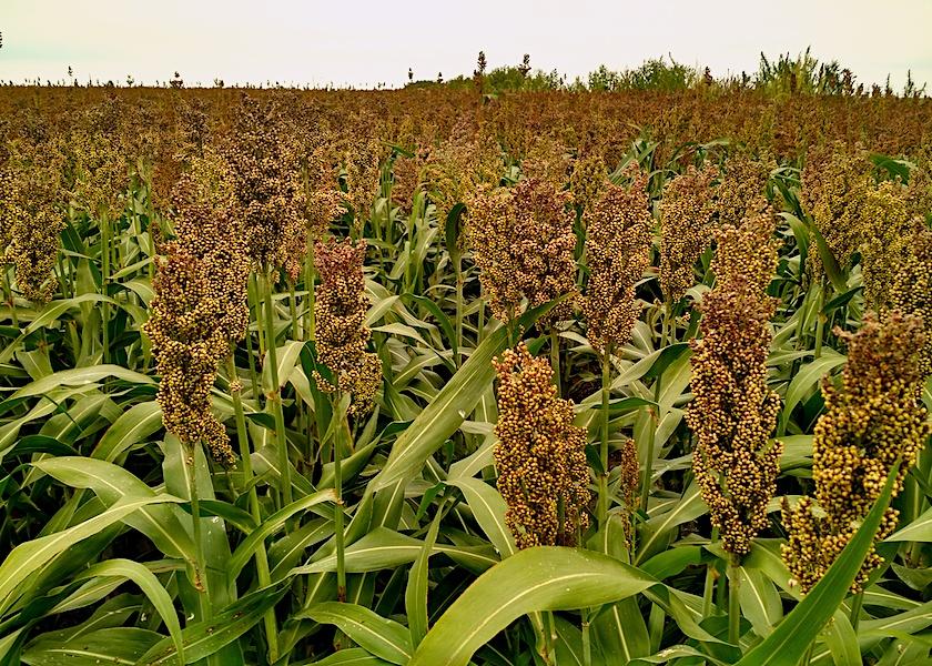 The World of Warm Season Annuals: Sorghum, Sudan, Millet, Oh My!