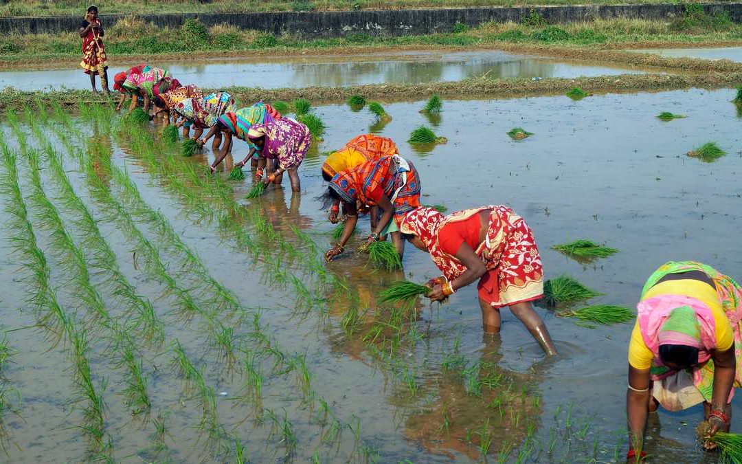 India set for record foodgrain production, nearly 9% higher than last 5 years’ average – but millets increase is minor showing need to continue to promote
