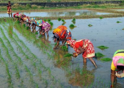 India set for record foodgrain production, nearly 9% higher than last 5 years’ average – but millets increase is minor showing need to continue to promote