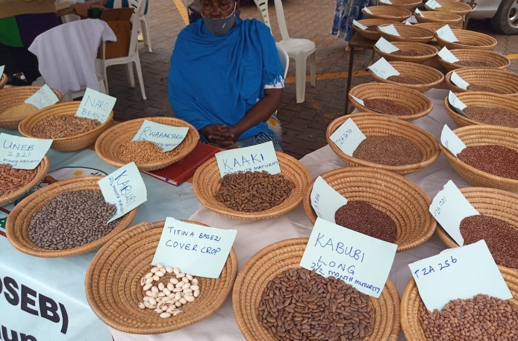 Upscaling Climate Smart and Nutrition Sensitive Beans and Finger Millet in Uganda