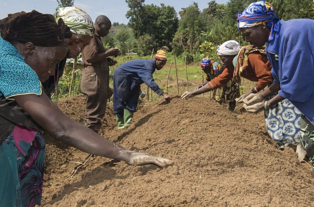 Higher quality seeds can help beat Africa’s ‘hunger pandemic’