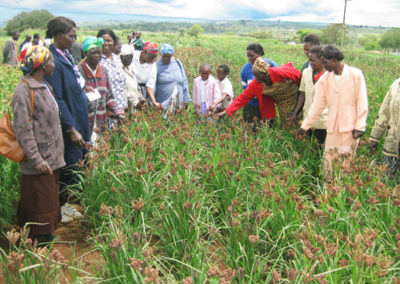 New Technology by KALRO to Boost Finger Millet Production