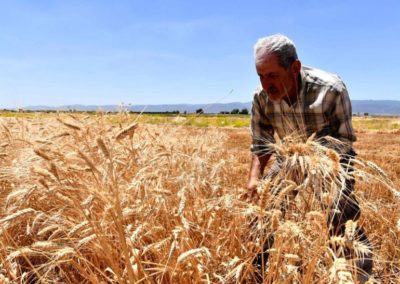 India’s cereals exports surged amid pandemic: Govt