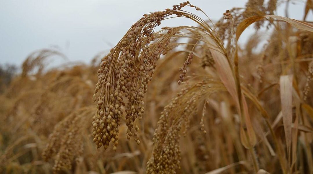 In Madhya Pradesh’s Dindoi, a UN-backed project aims to put millets on food map