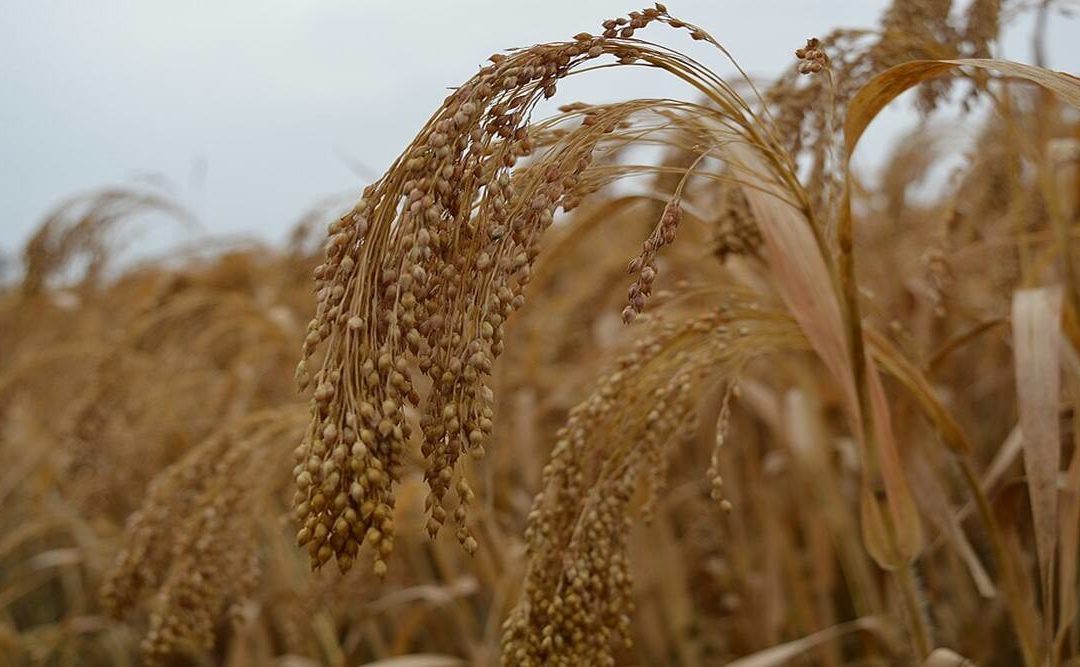 In Madhya Pradesh’s Dindoi, a UN-backed project aims to put millets on food map