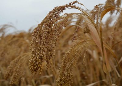 In Madhya Pradesh’s Dindoi, a UN-backed project aims to put millets on food map