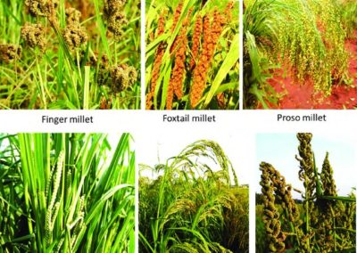 Animal husbandry plays major role in sustainable income for J’khand farmers