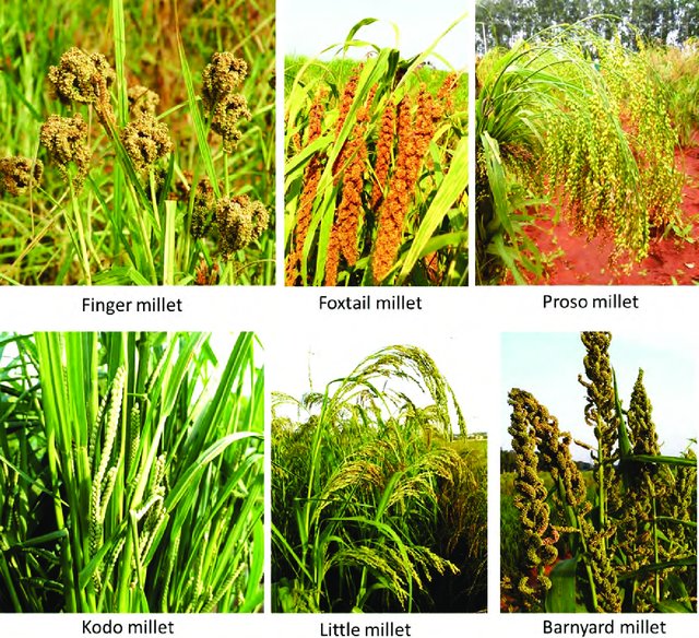 Animal husbandry plays major role in sustainable income for J’khand farmers