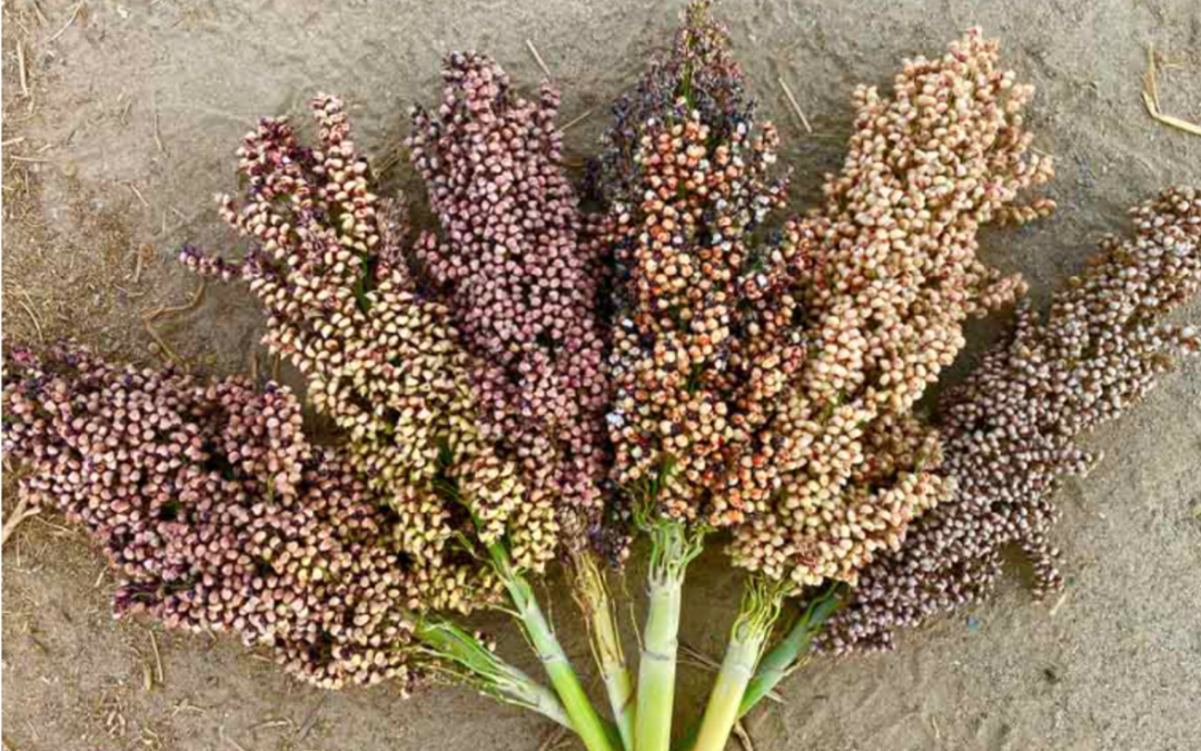 Sorghum discussed as low-water alternative crop for Nevada at virtual workshop