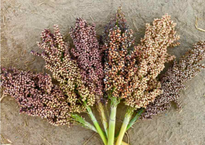 Sorghum discussed as low-water alternative crop for Nevada at virtual workshop