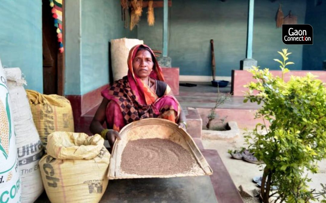 Millet magic: Kodo and Kutki calling in Chhattisgarh