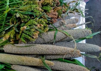 Wild Greens To Wild Grains                