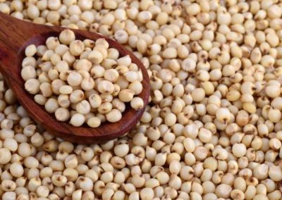 FG, stakeholders synergise to up-scale sorghum production, dominate int’l market