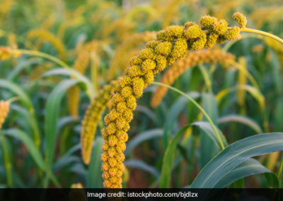 Here’s All You Need To Know About The Superfood ‘Millet’ That Is Good For Consumption, Planet And Farmers