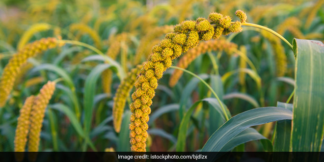 Here’s All You Need To Know About The Superfood ‘Millet’ That Is Good For Consumption, Planet And Farmers