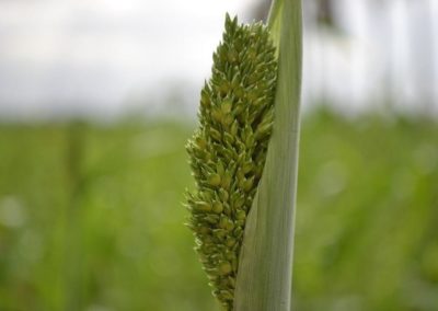 How millet production can empower women farmers, strengthen agriculture
