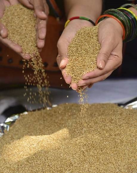 United Nations declares 2023 International Year of Millets