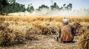 Indian agriculture Maladies & remedies