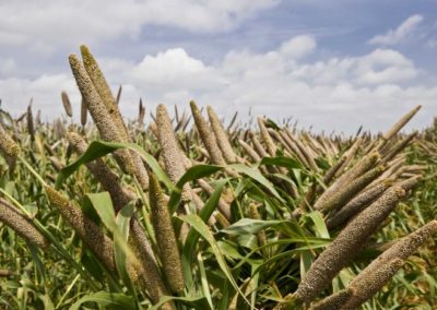 Popularising Nutri Millets                    