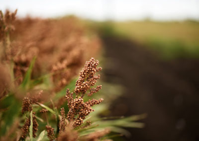 Expert says nutrition-dense African food must be embraced as ‘good medicine’