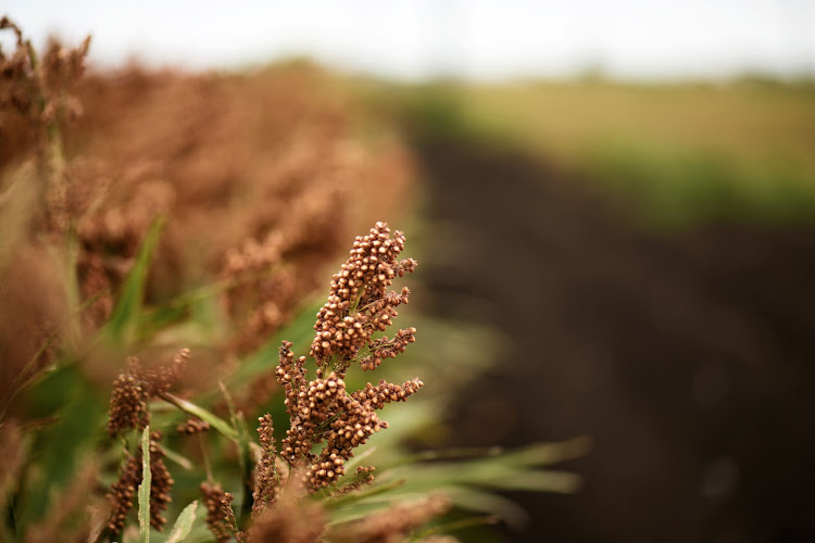 Expert says nutrition-dense African food must be embraced as ‘good medicine’