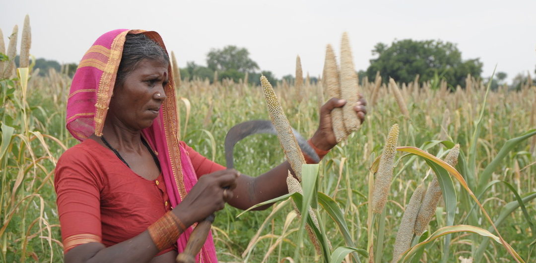 Millets prove tasty solution to climate and food security challenges