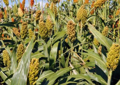 Nigerian sorghum farmers devise coping strategies for post-harvest losses