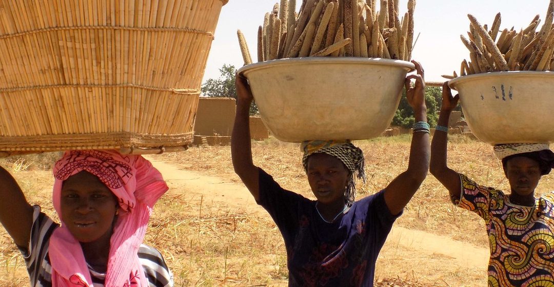 Millets prove tasty solution to climate and food security challenges
