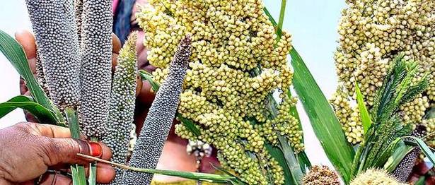 APEDA to study millets value chain for exports as offtake revives across the globe
