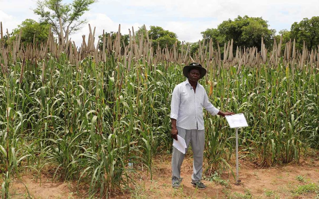 Burkina Faso releases its first pearl millet hybrid