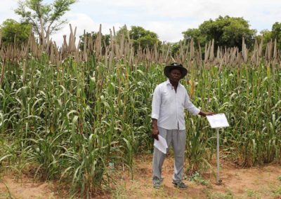 Burkina Faso releases its first pearl millet hybrid