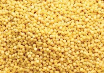 Hail the Foxtail                                    