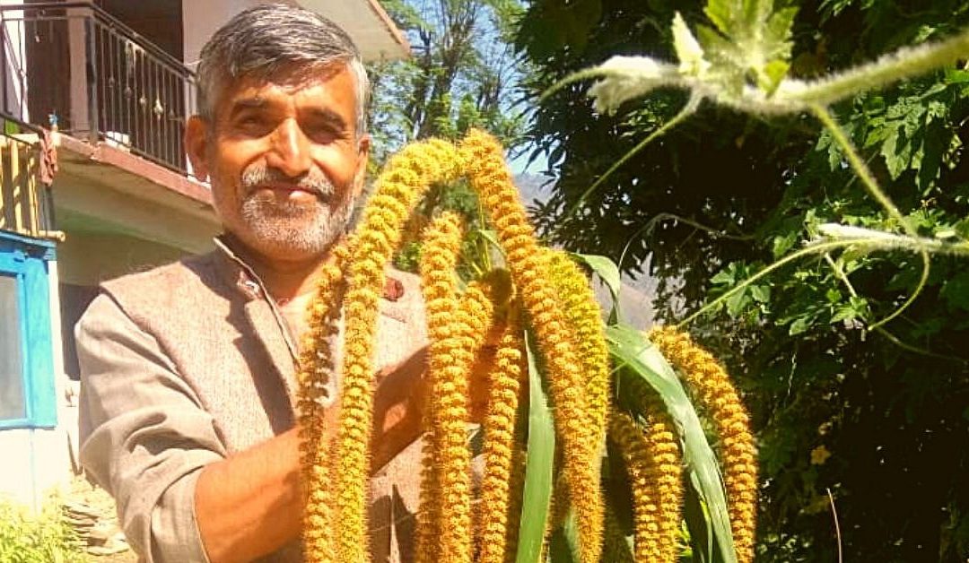 Himachal Farmer Revives Ancient Crop System That Saves 50% Water, Has 0 Input Costs