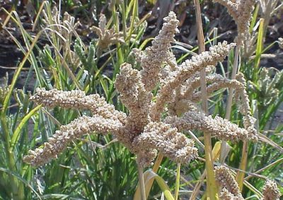 Small Millets – for Food and Nutritional Security