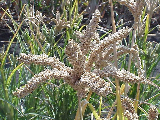 Small Millets – for Food and Nutritional Security