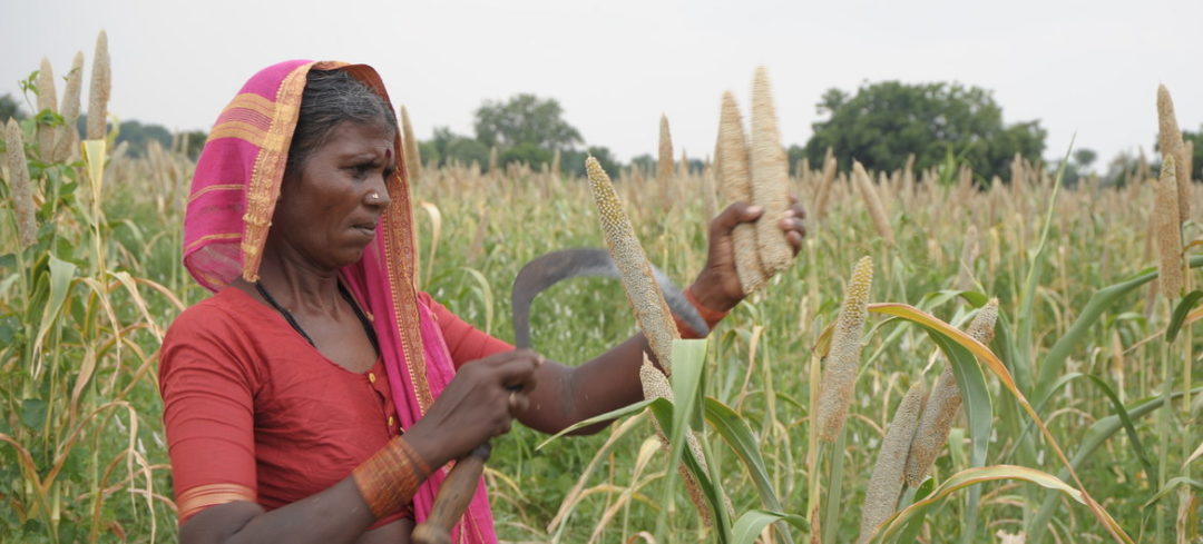 Shift from rice to millets, save 50 million tonnes of greenhouse gas emissions by 2050: Report