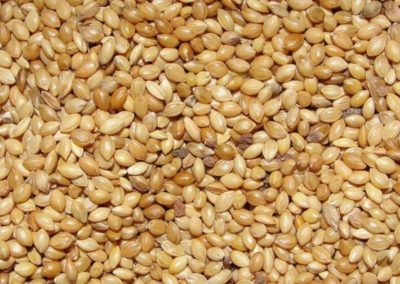 Here’s why you should consume superfood foxtail millet