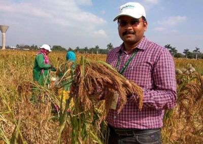 The big potential of little millet              