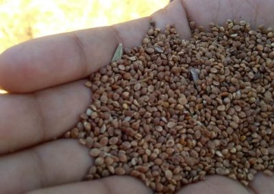 Traditional millet cultivation by Gonds needs revival