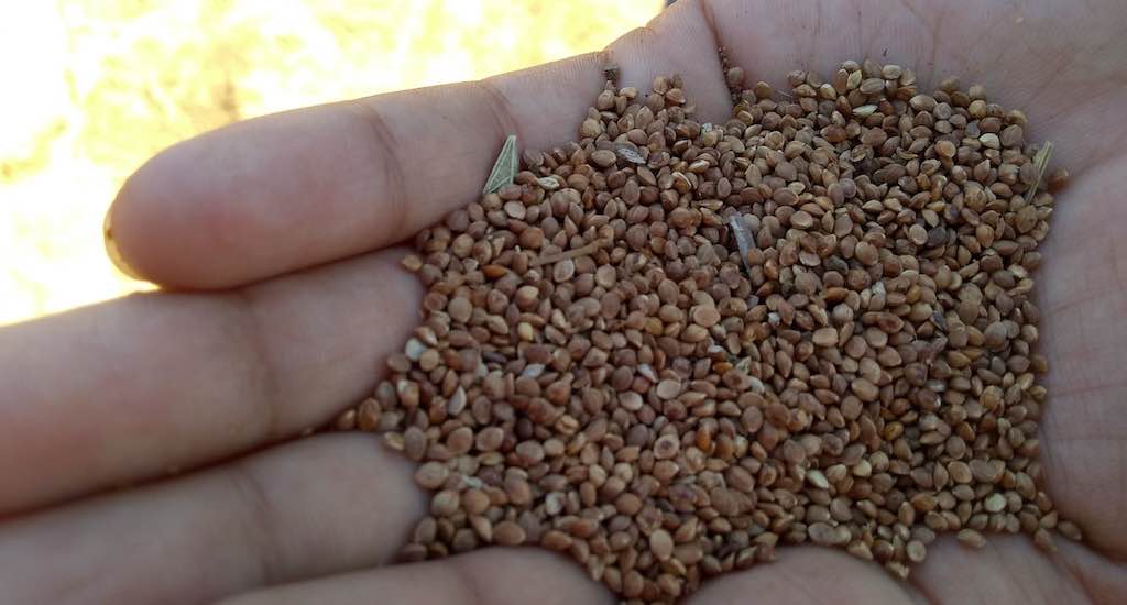 Traditional millet cultivation by Gonds needs revival