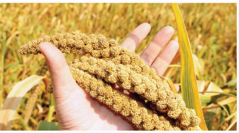 Millets can combat obesity, reduce risk of developing heart disease: Study