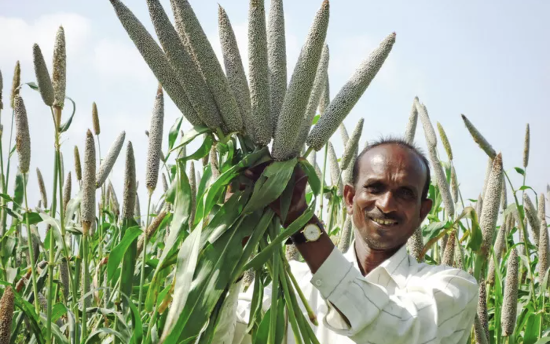 Millet Consumption Reduces Blood Sugar and Risk of Developing Diabetes : Study