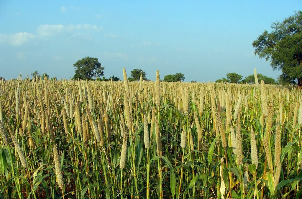 Millets in diet can lower risk of diabetes, says study
