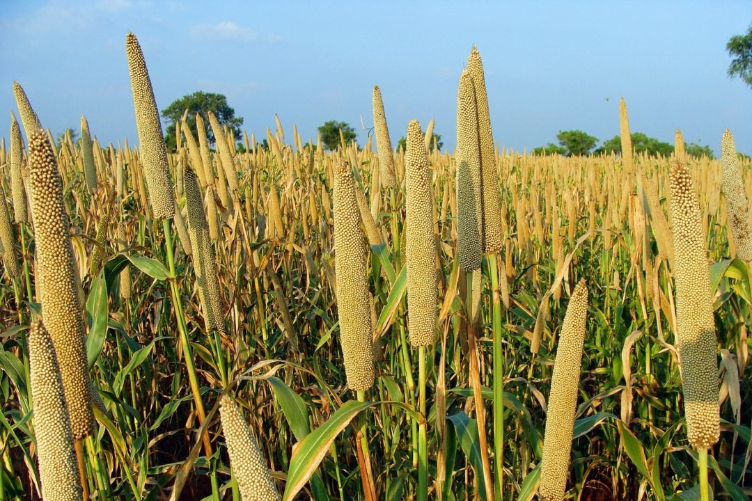 Innovative food ingredients that are changing the future of food in India