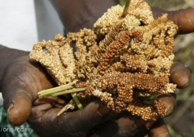Can millets ensure future food security in a warming world?
