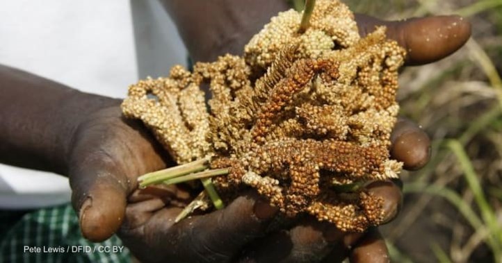 Can millets ensure future food security in a warming world?