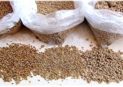 Small millets can help fight food insecurity during pandemics