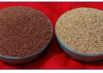 Now, white ragi gives nutritious food a makeover