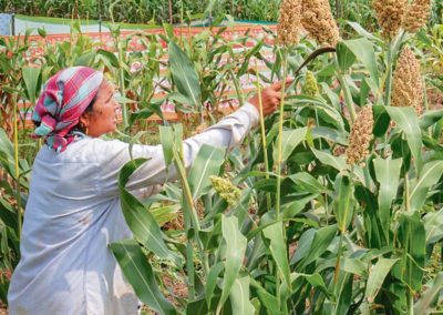 Need to strengthen millet farming policies