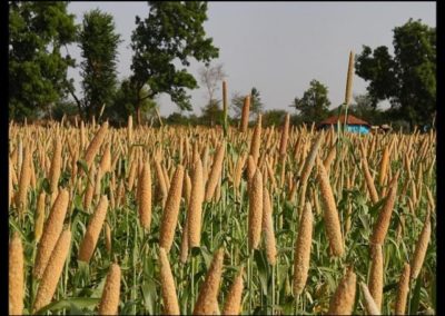 Eating millets can boost growth in children by 26-39%, says study